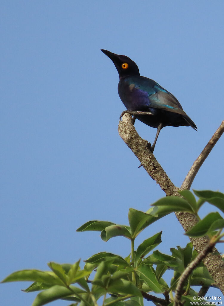 Purple Starlingadult