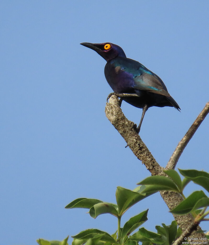 Purple Starlingadult