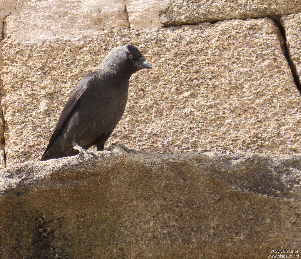 Western Jackdaw