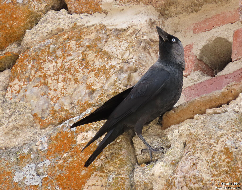 Western Jackdaw