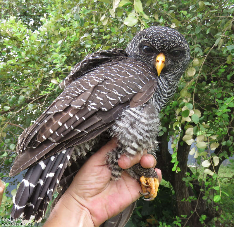 Black-banded Owladult, identification