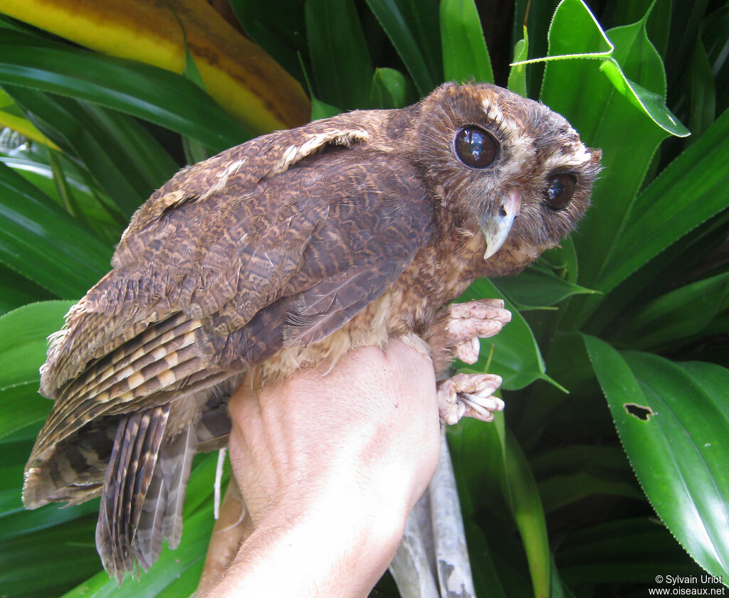 Chouette mouchetéeadulte