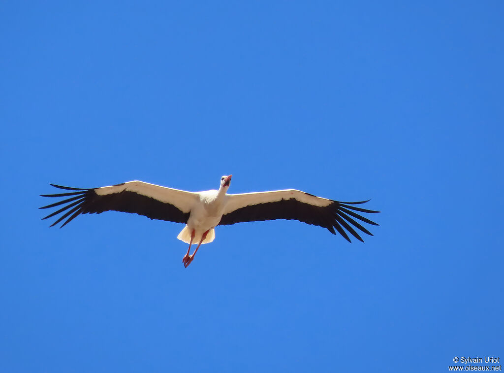 Cigogne blanche