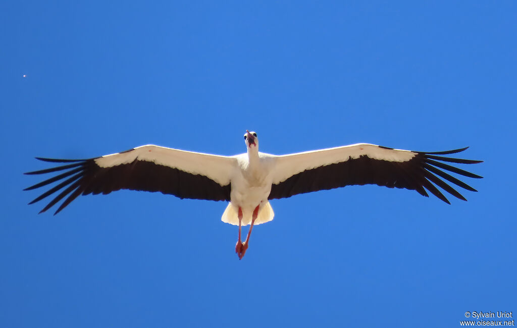 Cigogne blanche