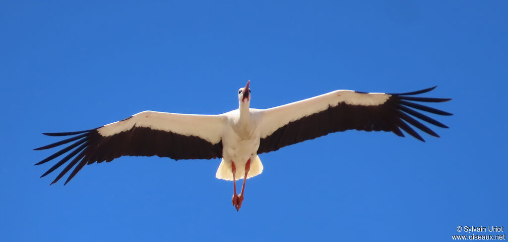 Cigogne blanche