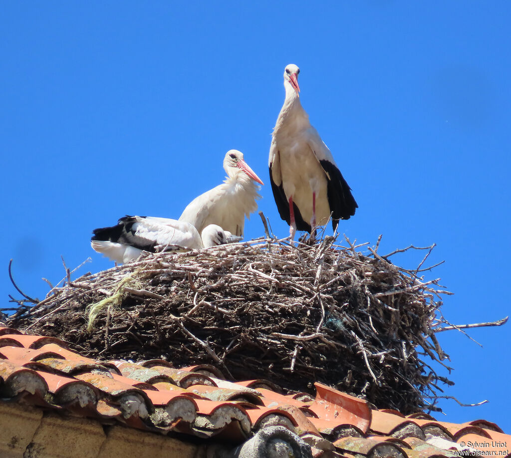 Cigogne blanche