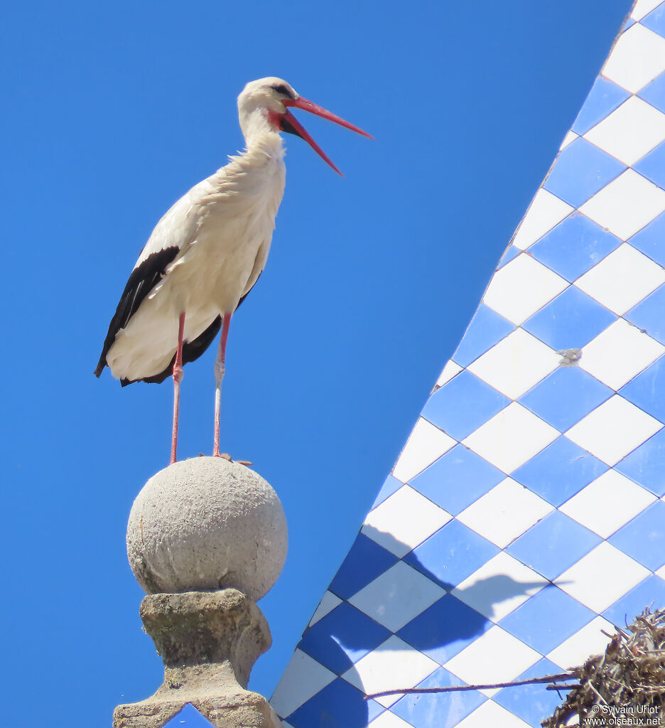 Cigogne blanche