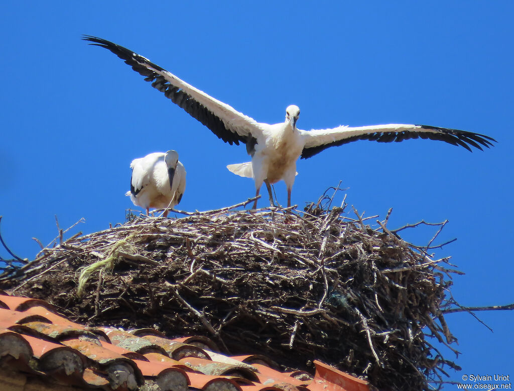 Cigogne blanche