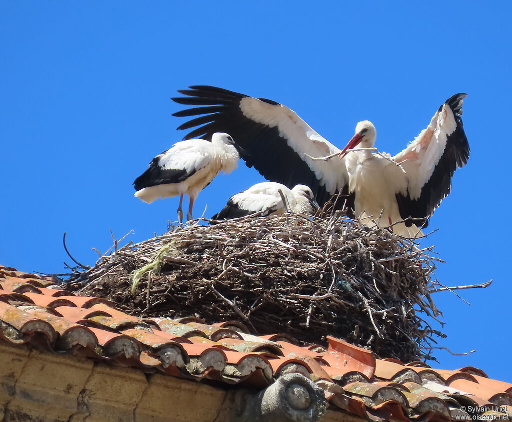 Cigogne blanche