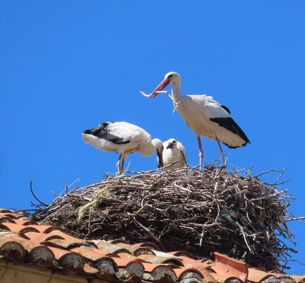 Cigogne blanche
