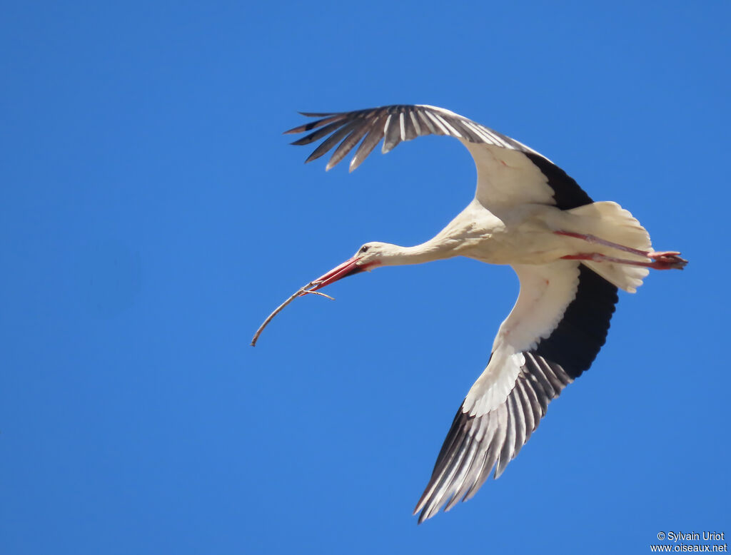 Cigogne blanche