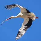 Cigogne blanche