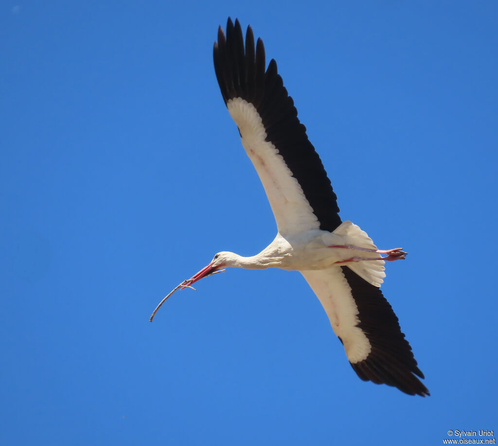 Cigogne blanche
