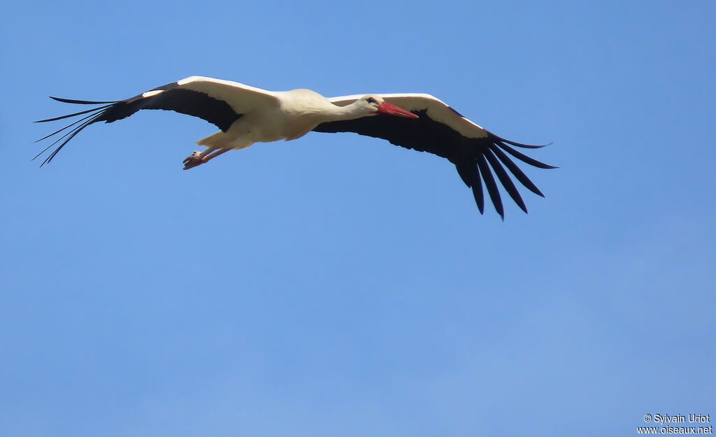 Cigogne blanche