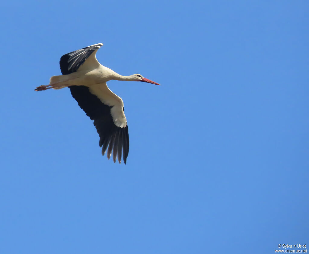 Cigogne blanche