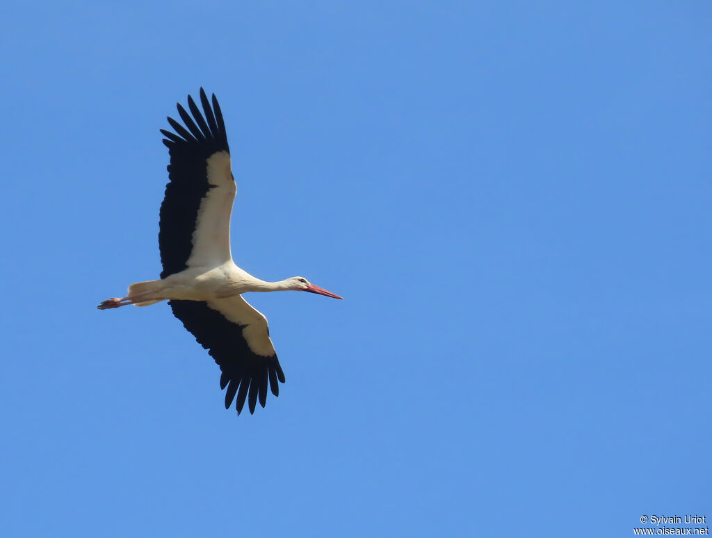 Cigogne blanche