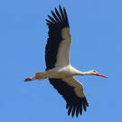 Cigogne blanche