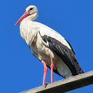Cigogne blanche