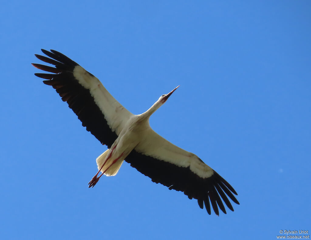 Cigogne blanche