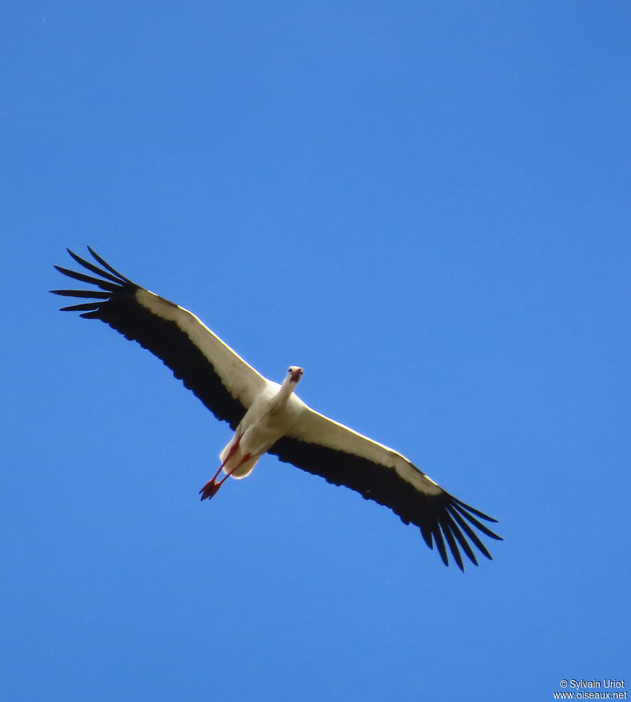 Cigogne blanche