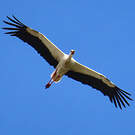 Cigogne blanche