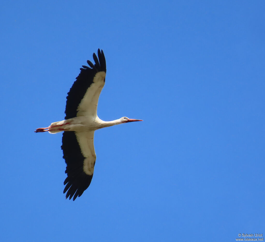Cigogne blanche