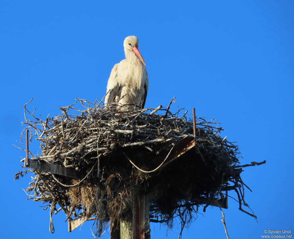 Cigogne blanche