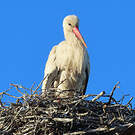 Cigogne blanche