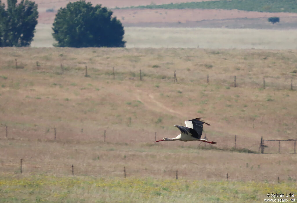 Cigogne blanche
