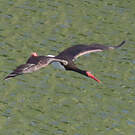 Cigogne noire