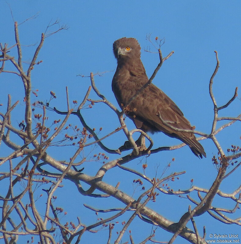 Brown Snake Eagleadult