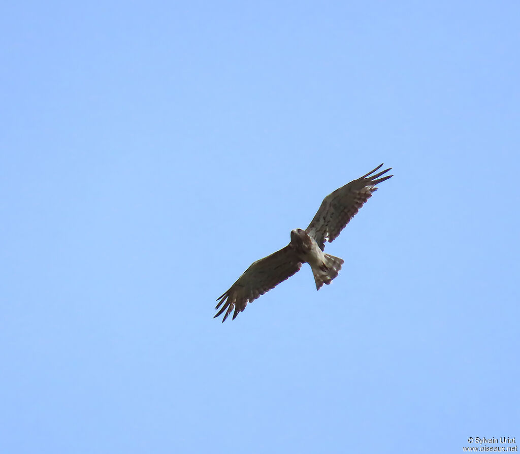 Short-toed Snake Eagle