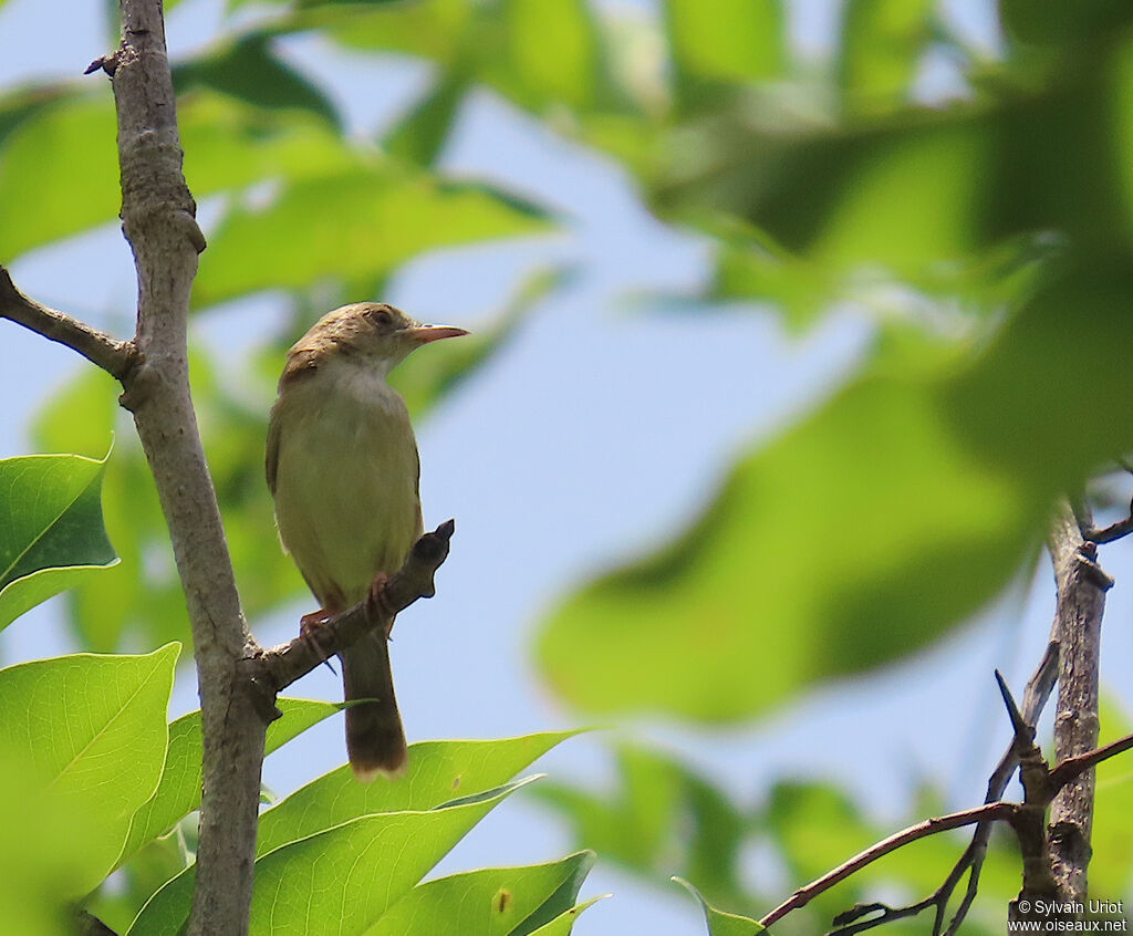 Short-winged Cisticolaadult