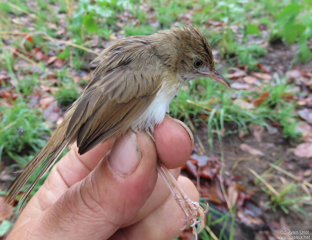 Short-winged Cisticolaadult post breeding