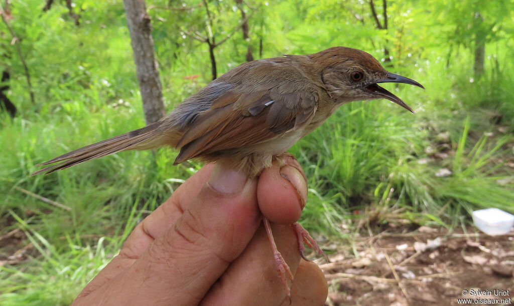 Short-winged Cisticolaadult breeding