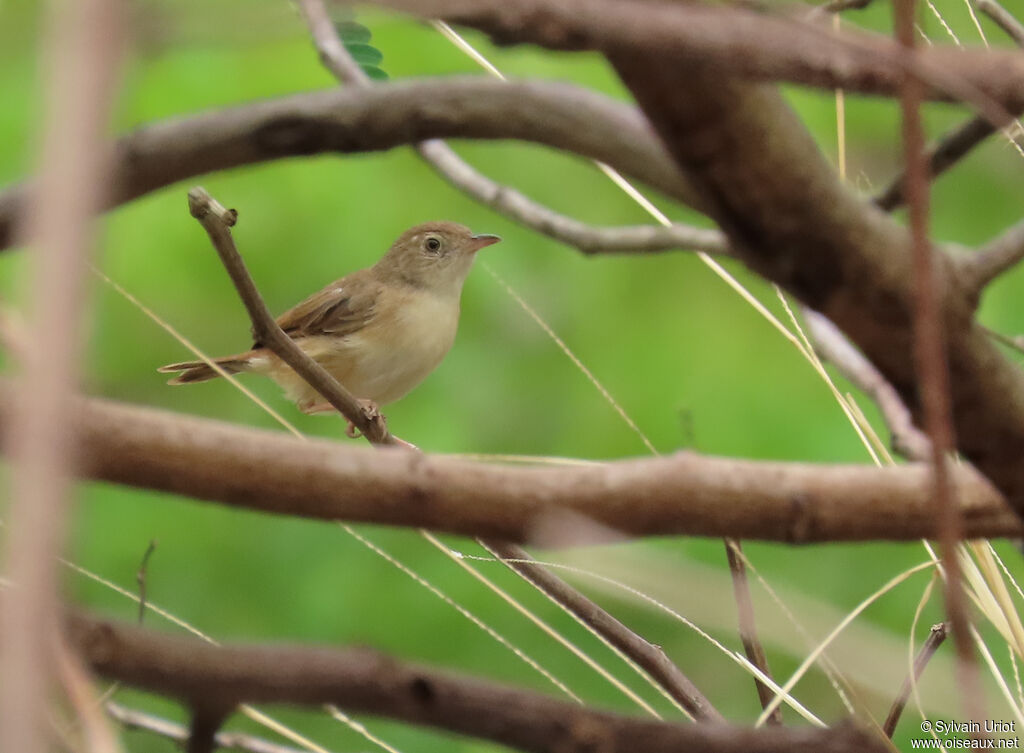 Short-winged Cisticolaadult