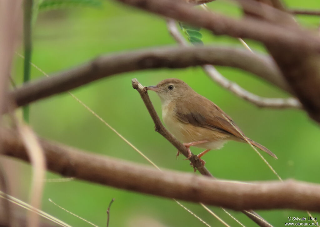 Short-winged Cisticolaadult breeding