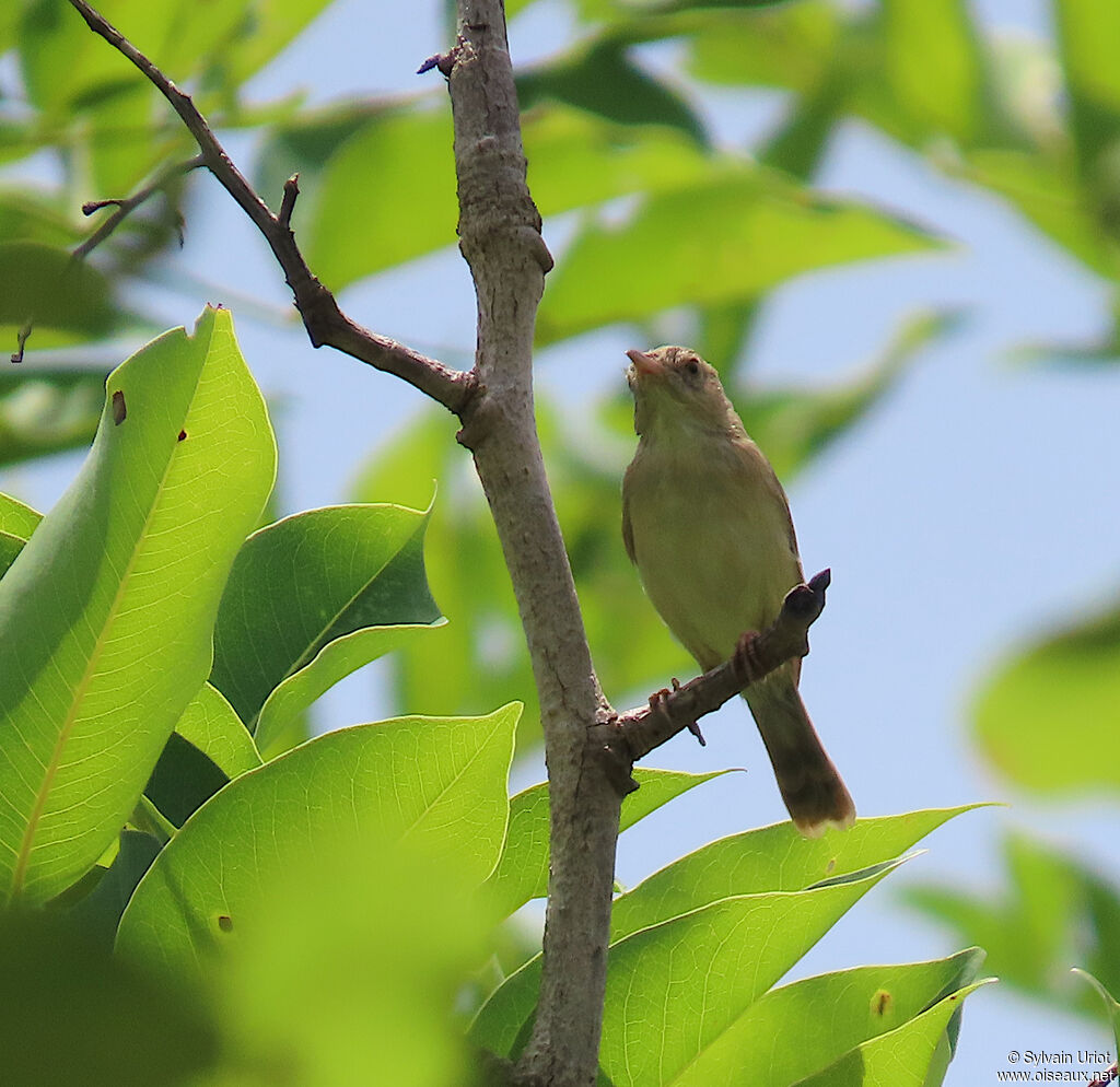 Short-winged Cisticolaadult
