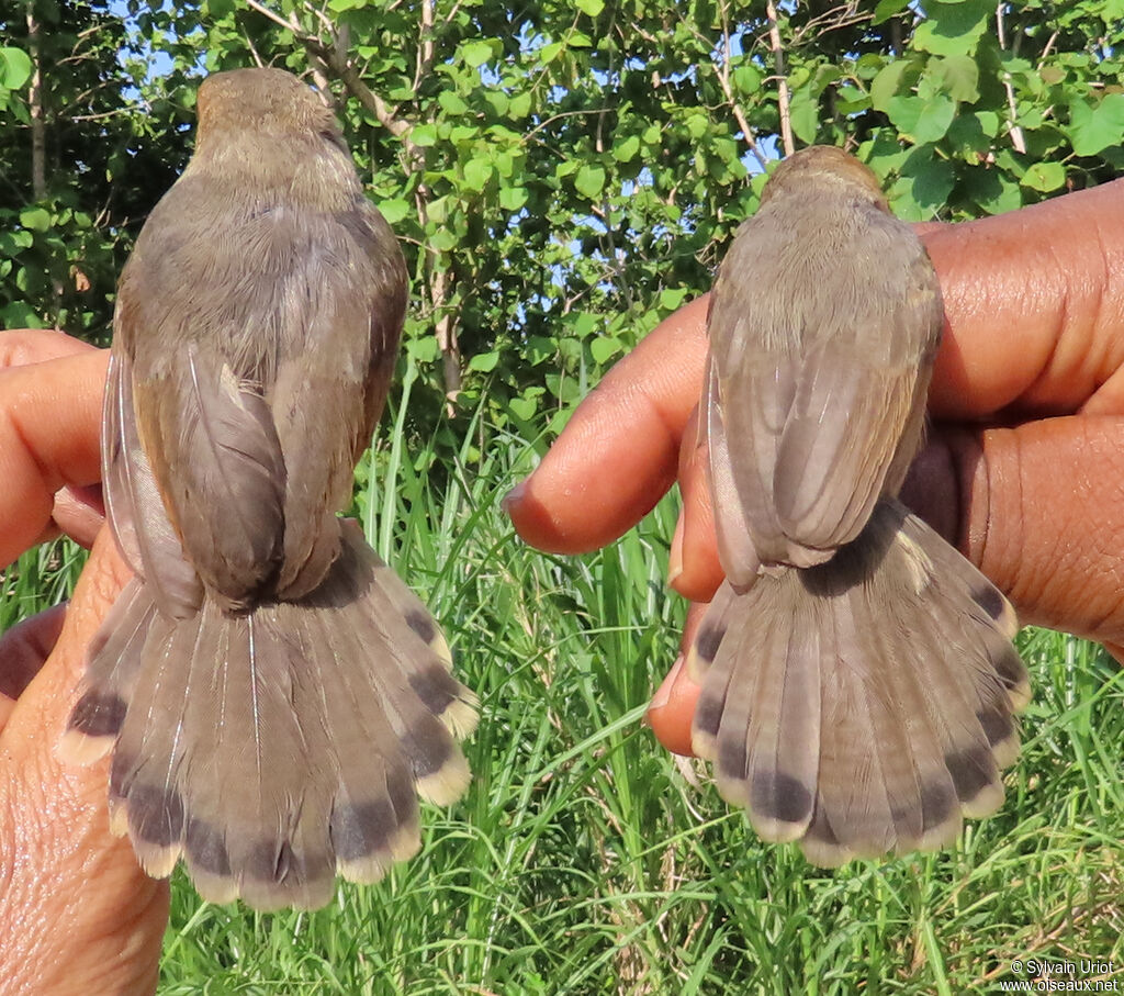Red-faced Cisticolaadult breeding