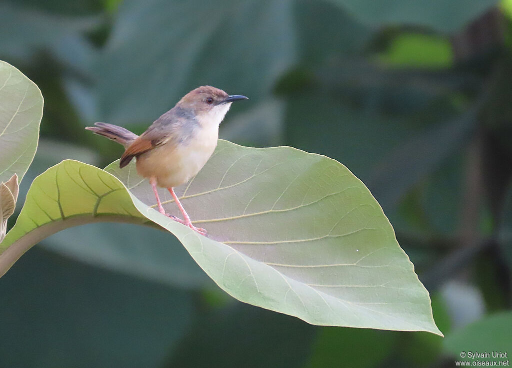 Singing Cisticolaadult