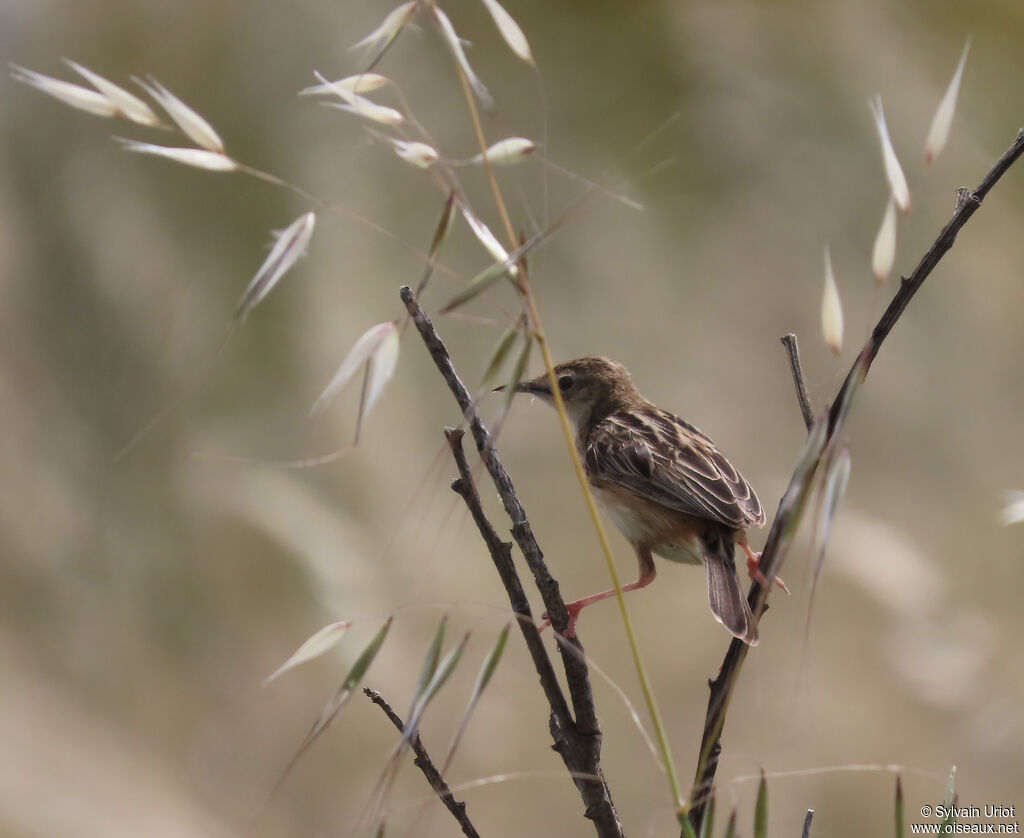 Zitting Cisticola
