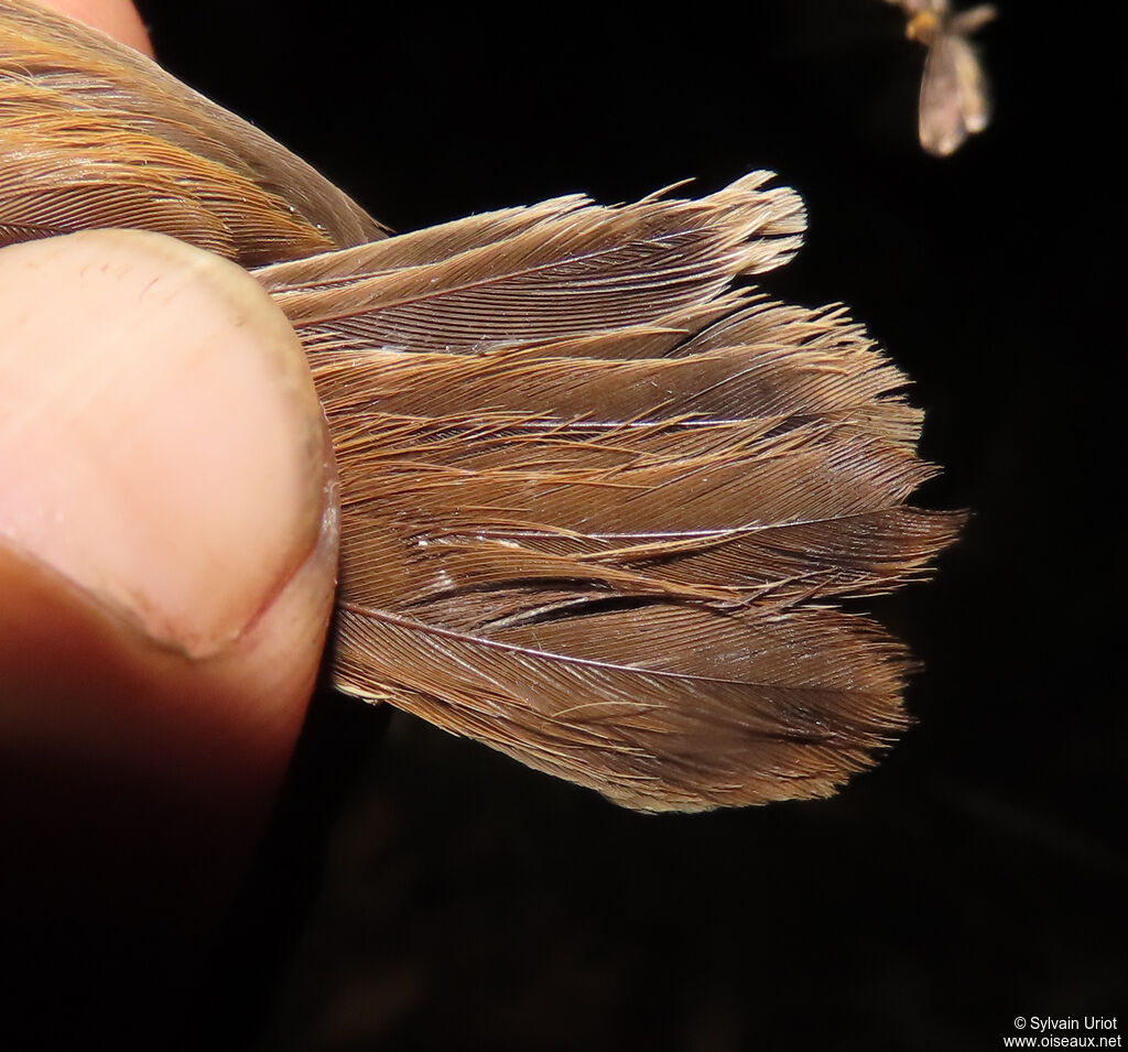 Rufous Cisticolaadult