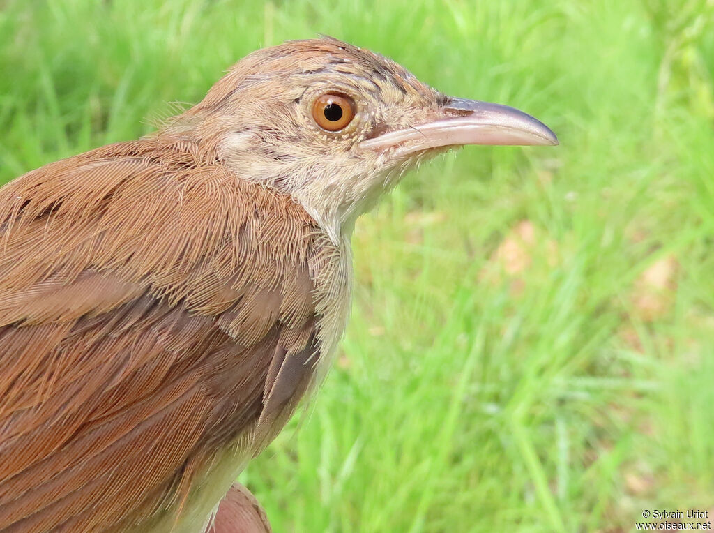 Whistling Cisticolaadult post breeding