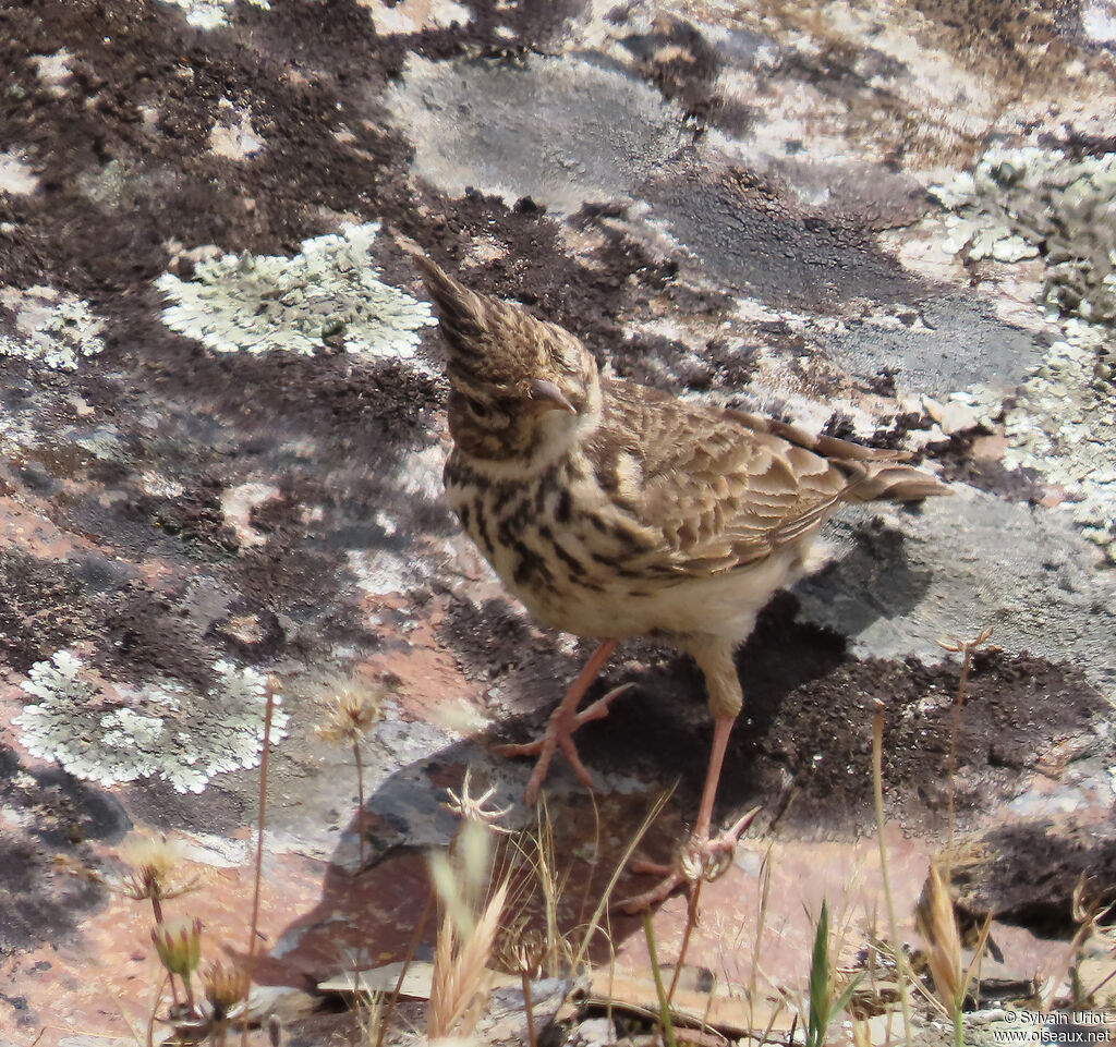 Cochevis de Thékla