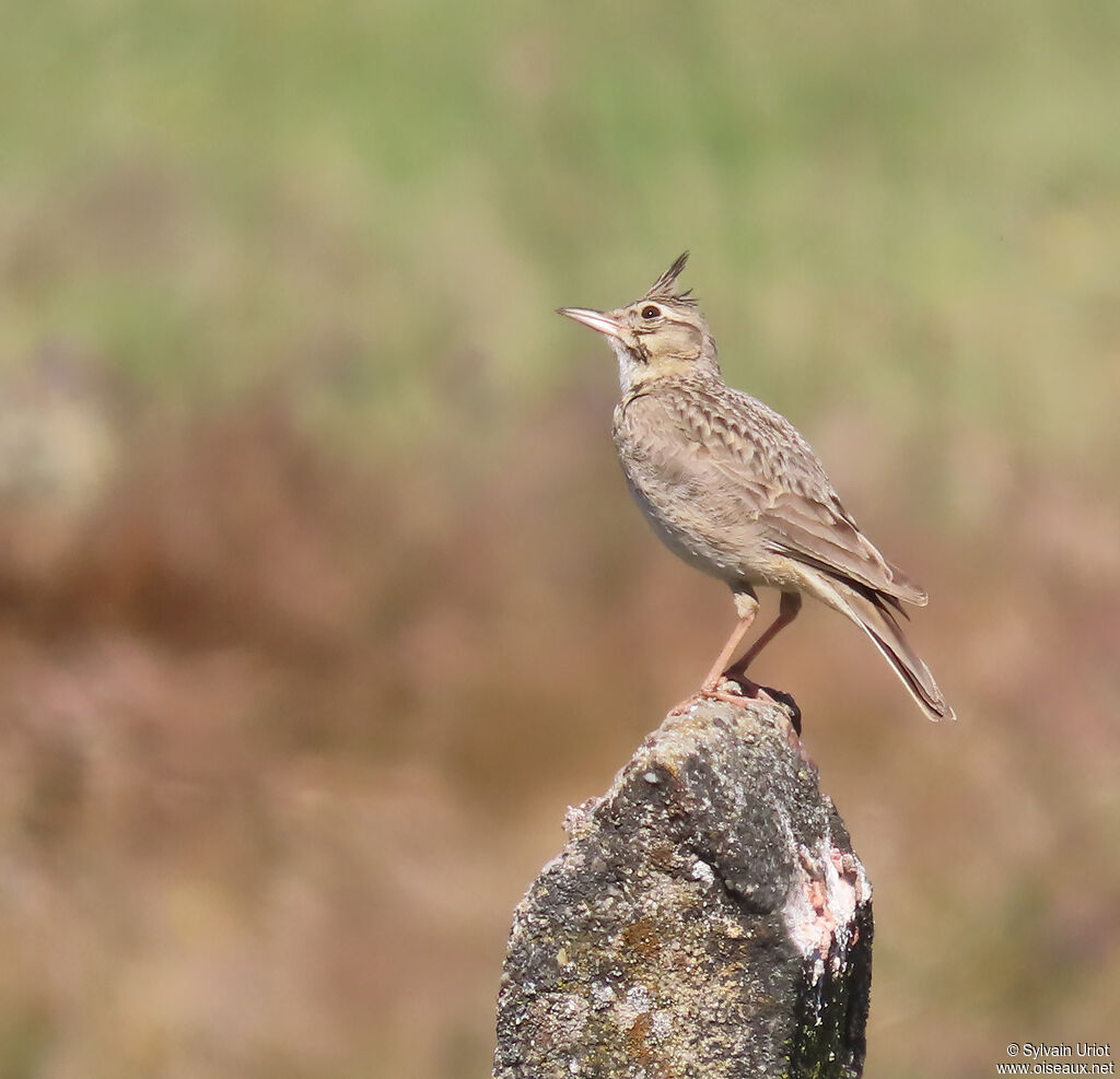 Cochevis huppé