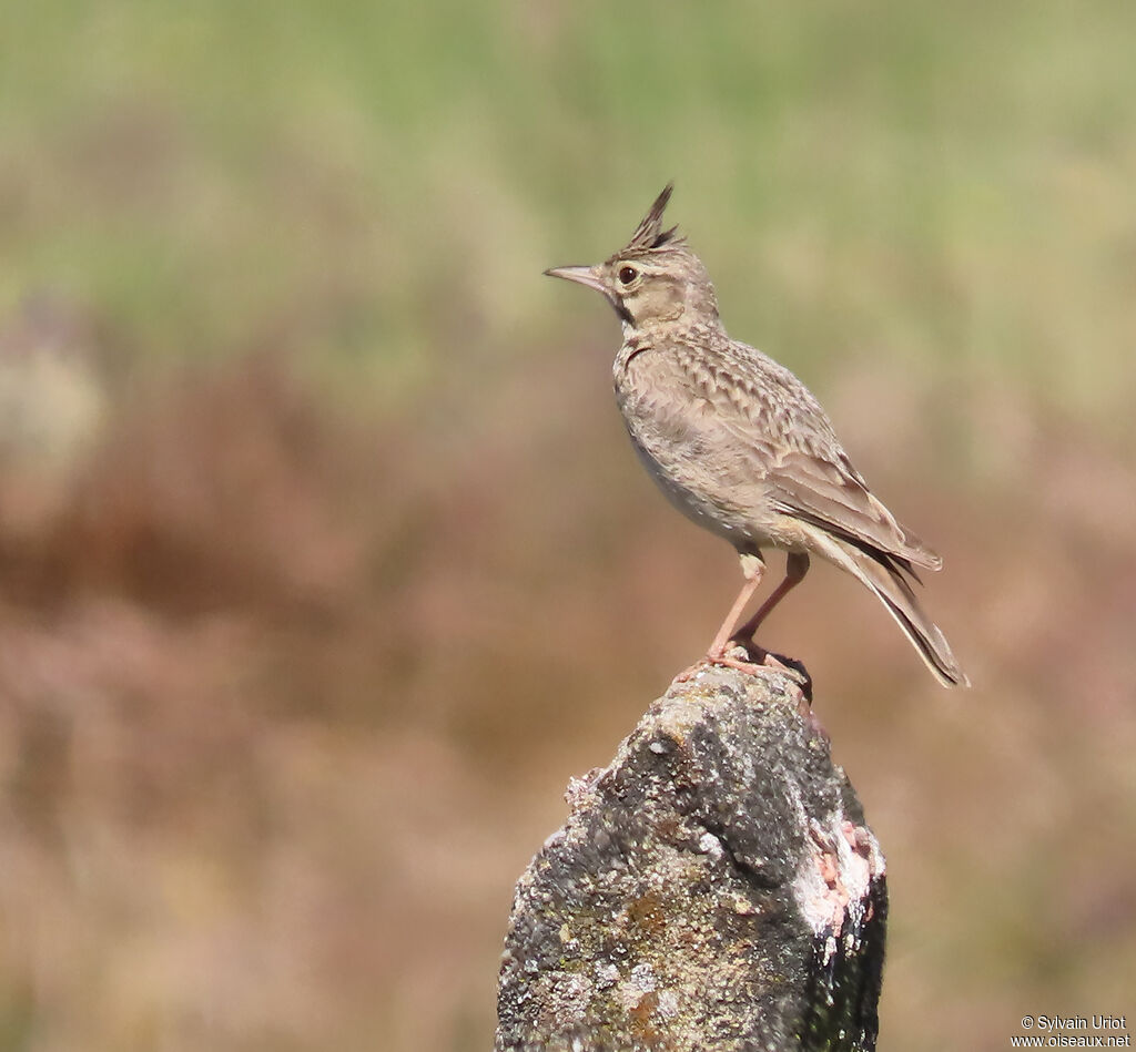 Cochevis huppé