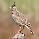 Cochevis huppé