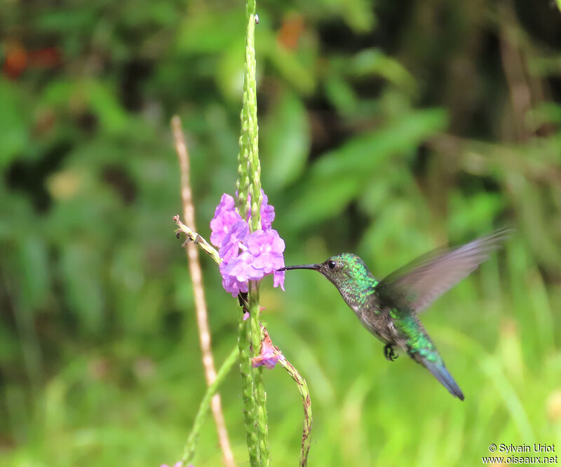 Blue-chinned Sapphire female adult