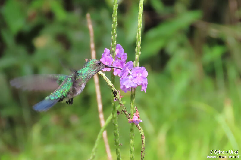 Colibri à menton bleu femelle adulte