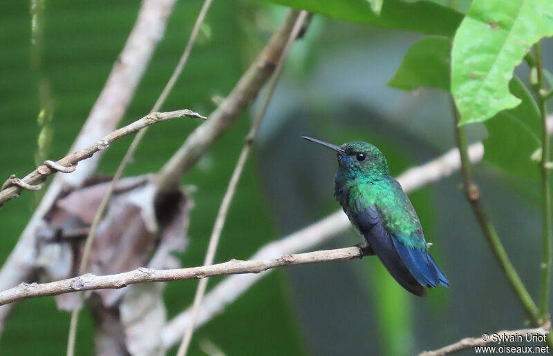 Colibri à menton bleu mâle adulte